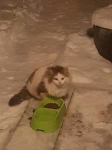 Heidi