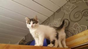 Alexander